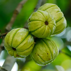 Garcinia Cambogia